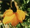 wf_coneflower_prairie.jpg